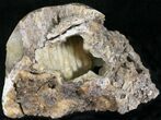 Agatized Fossil Coral Geode - Florida #22414-2